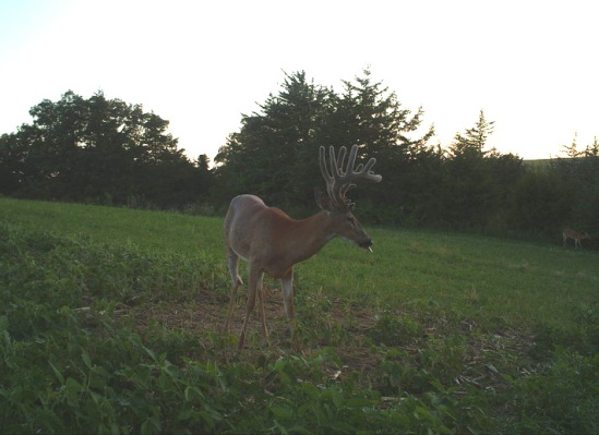 buck in velvet